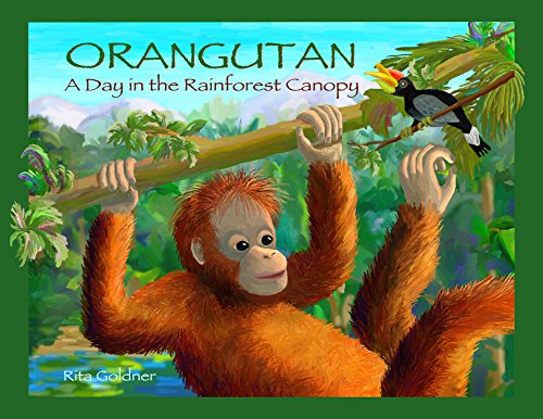 Beispielbild fr ORANGUTAN: A Day In The Rainforest Canopy zum Verkauf von HPB-Emerald