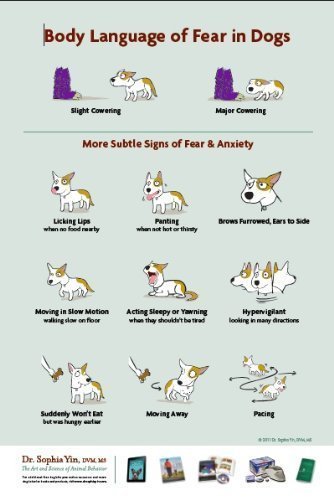 Stock image for Body Language of Fear and Anxiety in Dogs (Handouts) for sale by SecondSale