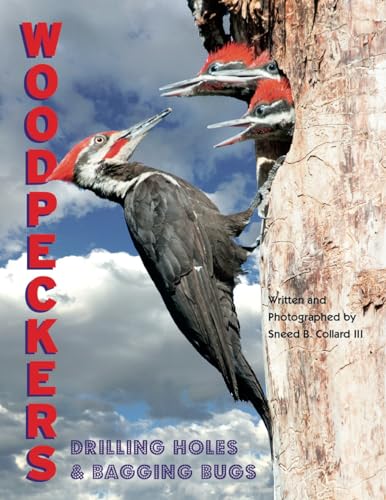 Stock image for Woodpeckers: Drilling Holes and Bagging Bugs for sale by More Than Words