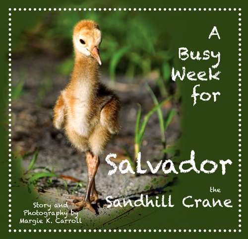 A Busy Week for Salvador the Sandhill Crane