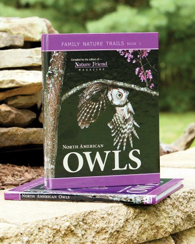 Stock image for North American Owls for sale by Wonder Book