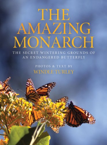 Beispielbild fr The Amazing Monarch: The Secret Wintering Grounds of an Endangered Butterfly zum Verkauf von Books Unplugged