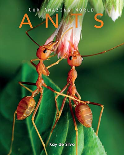 Beispielbild fr Ants: Amazing Pictures & Fun Facts on Animals in Nature zum Verkauf von AwesomeBooks