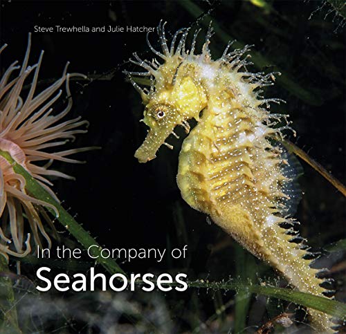 Imagen de archivo de In the Company of Seahorses a la venta por Blackwell's