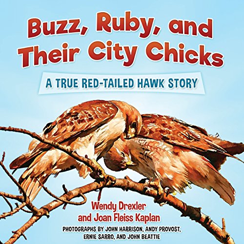 Beispielbild fr Buzz, Ruby, and Their City Chicks : A True Red-Tailed Hawk Story zum Verkauf von Better World Books