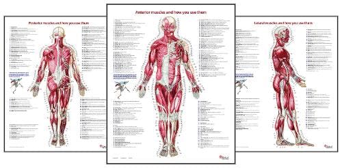 Stock image for Trail Guide to the Body's Muscles of the Human Body Posters: Set of 3 for sale by Grand Eagle Retail