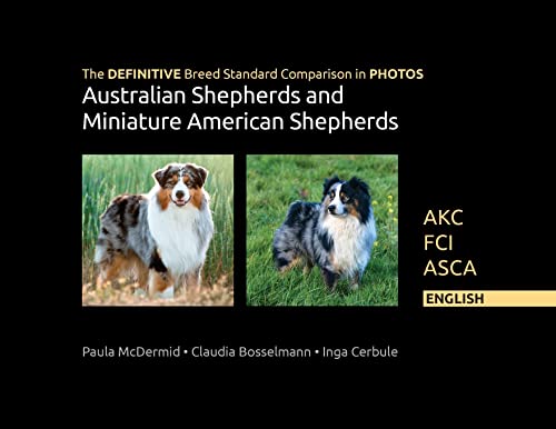 mini australian shepherd size comparison