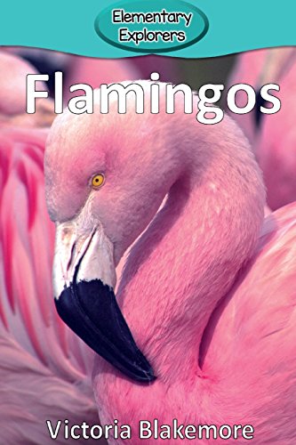 Beispielbild fr Flamingos (3) (Elementary Explorers) zum Verkauf von Wonder Book