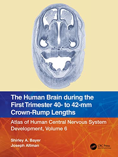 Beispielbild fr The Human Brain During the First Trimester 40- To 42-Mm Crown-Rump Lengths zum Verkauf von Blackwell's