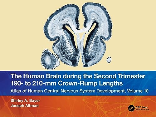 Stock image for The Human Brain During the Second Trimester 190- To 210-Mm Crown-Rump Lengths for sale by Blackwell's