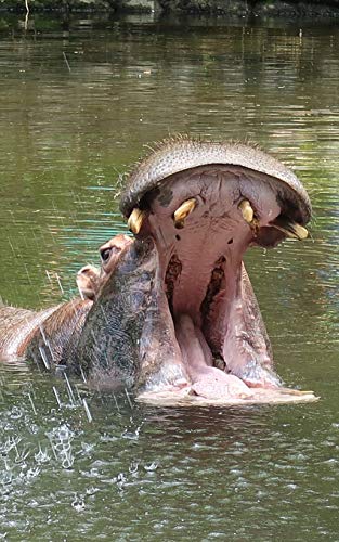 Stock image for Notebook: Hippopotamus Hippo Zoo Animals 5" x 8" 150 Ruled Pages for sale by Ergodebooks