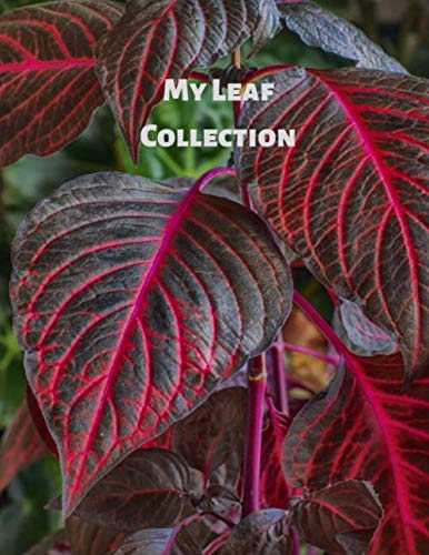 Stock image for My Leaf Collection: Activity Book for Adults and Kids of All Ages in 8.5" x 11" with 100 blank pages for sale by Revaluation Books