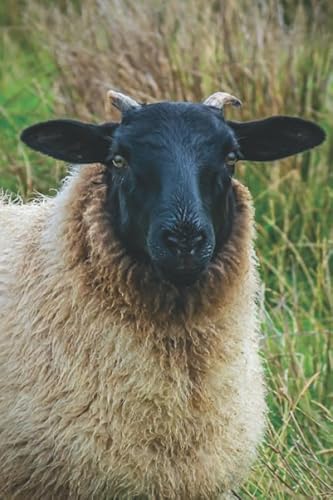 Imagen de archivo de SUFFOLK SHEEP IN KINTYRE: 6 x 9 Inch Blank Lined Journal For Sheep Breeders, Farmers and Nature Lovers a la venta por Ergodebooks