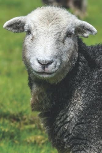 Imagen de archivo de HERDWICK SHEEP IN RURAL KINTYRE: 6 x 9 Inch Blank Lined Journal For Sheep Breeders, Farmers and Nature Lovers a la venta por Ergodebooks