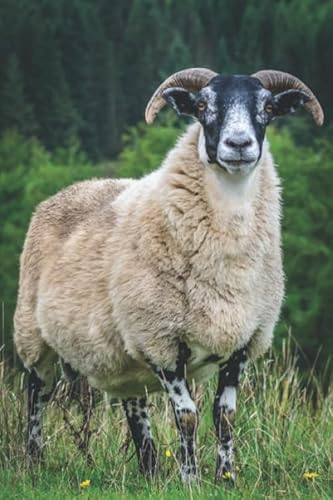 Imagen de archivo de SCOTTISH BLACKFACE SHEEP IN KINTYRE: 6 x 9 Inch Blank Lined Journal For Sheep Breeders, Farmers and Nature Lovers a la venta por Ergodebooks