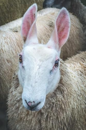 Imagen de archivo de BORDER LEICESTER SHEEP IN KINTYRE: 6 x 9 Inch Blank Lined Journal For Sheep Breeders, Farmers and Nature Lovers a la venta por Ergodebooks