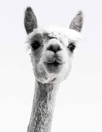 Stock image for Knitting Graph Paper 2:3 & 4:5 Ratio 8.5" x 11": Llama Photograph for sale by Lucky's Textbooks