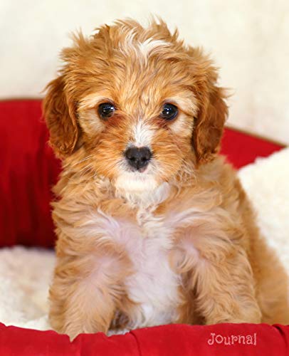 Imagen de archivo de Journal: Cute Cavapoo Puppy Notebook a la venta por SecondSale