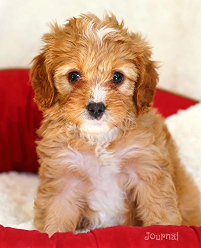 9781093510430: Journal: Cute Cavapoo Puppy Notebook