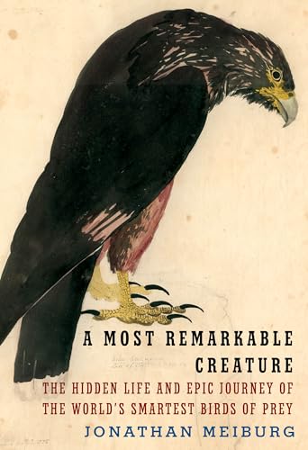 Stock image for A Most Remarkable Creature: The Hidden Life and Epic Journey of the World's Smartest Birds of Prey Meiburg, Jonathan for sale by Aragon Books Canada