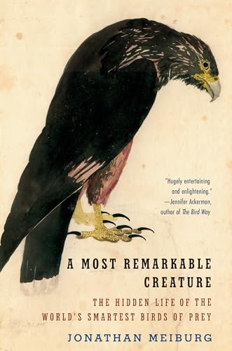 Beispielbild fr A Most Remarkable Creature: The Hidden Life of the World's Smartest Birds of Prey zum Verkauf von Kona Bay Books