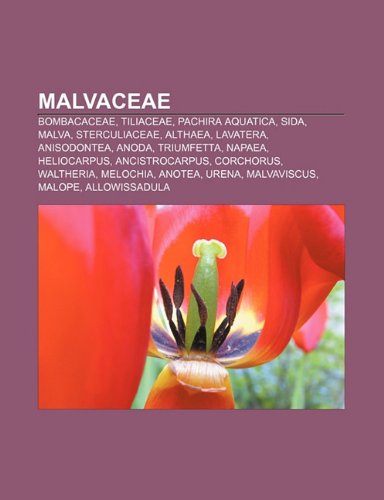 9781232525066: Malvaceae: Bombacaceae, Tiliaceae, Pachira Aquatica, Sida, Malva, Sterculiaceae, Althaea, Lavatera, Anisodontea, Anoda, Triumfetta, Napaea