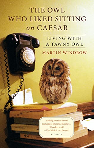 THE OWL WHO LIKES SITTING ON CAESAR; LIVING WITH A TAWNY OWL
