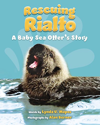 Stock image for Rescuing Rialto: A Baby Sea Otter's Story for sale by SecondSale