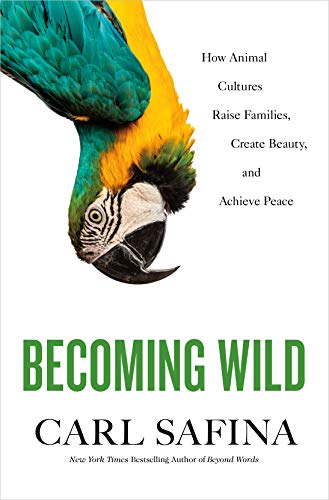 Stock image for Becoming Wild: How Animal Cultures Raise Families, Create Beauty, and Achieve Peace for sale by Goodwill of Colorado