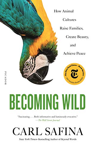 Beispielbild fr Becoming Wild : How Animal Cultures Raise Families, Create Beauty, and Achieve Peace zum Verkauf von Better World Books