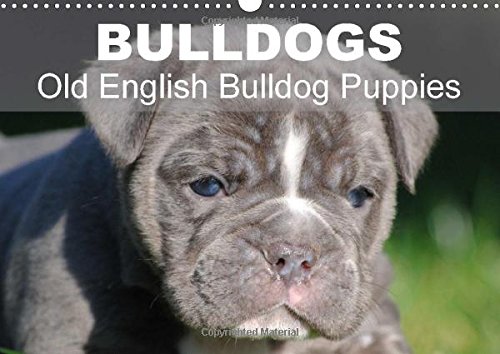 9781325030354: Bulldogs - Old English Bulldog Puppies 2015: Beautiful bulldog puppies in the sun