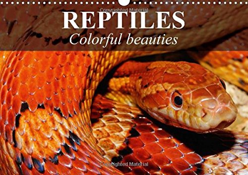 9781325053261: Reptiles Colorful beauties 2016: Cold-blooded beauties (Calvendo Animals)