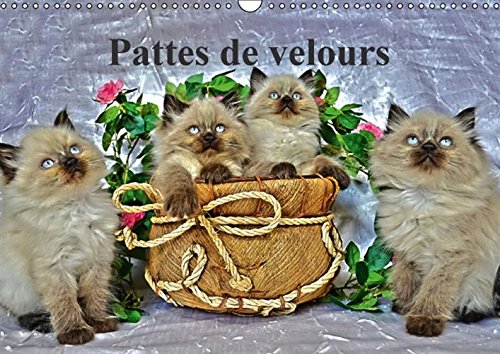 9781325054268: Pattes de velours: Calendrier mural A3 horizontal 2016 (Calvendo Animaux)