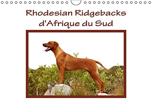 Stock image for Rhodesian Ridgebacks d'Afrique du Sud 2016: Rhodesian Ridgebacks photographies par Anke van Wyk dans leur pays d'origine, l'Afrique du Sud. (Calvendo Animaux) for sale by Revaluation Books