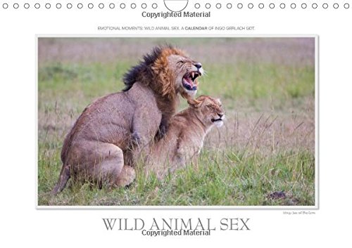 9781325060818: Emotional Moments: Wild Animal Sex. UK-Version 2016: Ingo Gerlach GDT has chosen from his giant pool of images from animals great sex photos. More at tierphoto.de (Calvendo Animals)