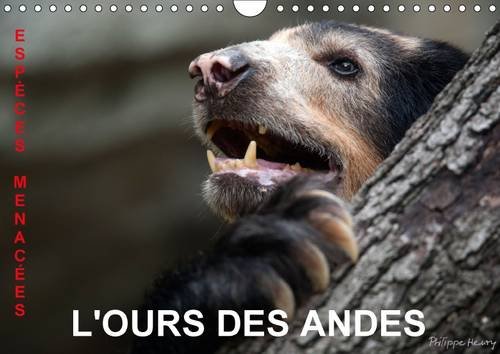 9781325096169: L'ours des Andes. Espces menaces: Sur la piste de l'ours des Andes, dans les hautes montagnes de l'Equateur. Calendrier mural A4 horizontal 2016 (Calvendo Animaux)