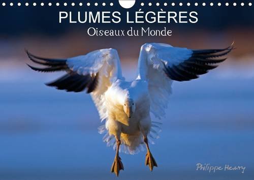 9781325096725: Plumes lgres. Oiseaux du monde: Treize photos d'oiseaux en action, photographis avec l'oeil d'artiste de philippe Henry. Calendrier mural A4 horizontal 2016 (Calvendo Animaux)