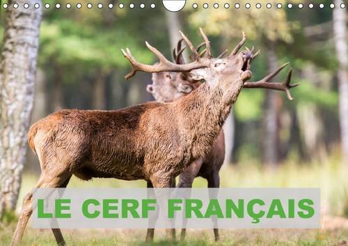 9781325099580: Le cerf franais: Photos de cerfs en France. Calendrier mural A4 horizontal 2016 (Calvendo Animaux)