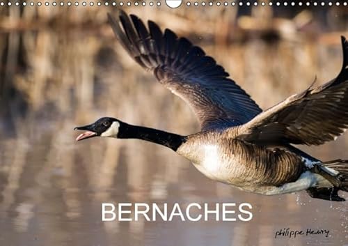 9781325103737: BERNACHES 2016: Les quatre saisons de la Bernache du Canada (Calvendo Animaux)