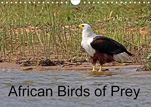 Imagen de archivo de African Birds of Prey 2016: A selection of African birds of prey (Calvendo Nature) a la venta por medimops