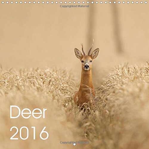 9781325111350: Deer 2016 2016: Deer in the UK (Calvendo Animals)
