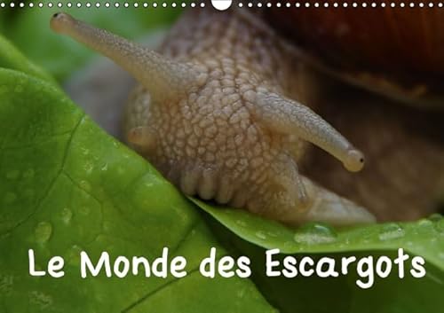 9781325112388: Le Monde des Escargots 2016: Escargots dans notre paysage (Calvendo Nature)