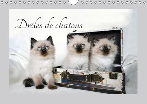 9781325118311: DROLES DE CHATONS CALENDRIER MURAL 2016 DIN A4 HORIZONTAL