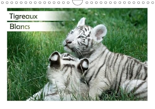 9781325119752: Tigreaux Blancs 2016: Portraits animaliers de tigreaux blancs  la dcouverte de leur environnement (Calvendo Animaux)