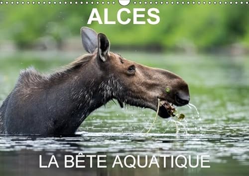 9781325120161: Alces - la bte aquatique: Calendrier mural A3 horizontal 2016 (Calvendo Animaux)