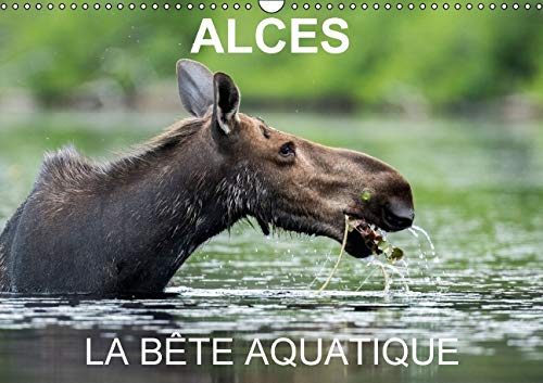 9781325120161: ALCES - LA BTE AQUATIQUE 2016: 13 photos d'orignaux dans leur milieu aquatique, au Qubec (Calvendo Animaux)
