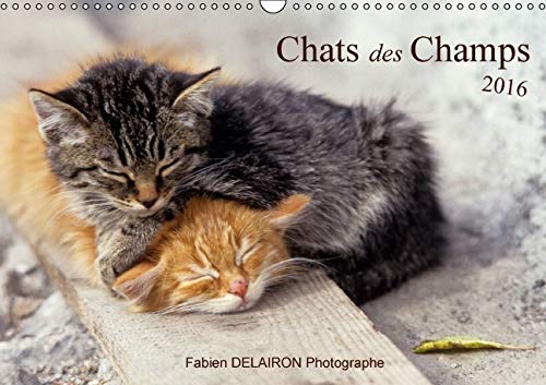 9781325124503: Chats des champs: 12 images de chats de campagne. Calendrier mural A3 horizontal