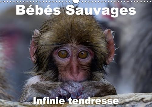 9781325134779: Bbs sauvages - infinie tendresse: Bbs mamifres dans leur environnement naturel. Calendrier mural A3 horizontal 2016 (Calvendo Animaux)