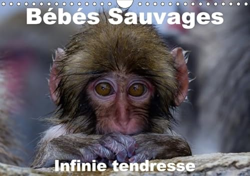 9781325134786: Bbs sauvages - Infinie tendresse 2016: Bbs mamifres dans leur environnement naturel (Calvendo Animaux)