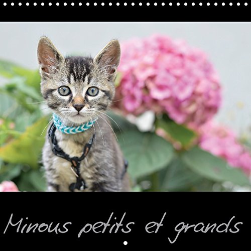 Stock image for Minous Petits et Grands 2017: Calendrier sur les Chats (Calvendo Animaux) for sale by Revaluation Books